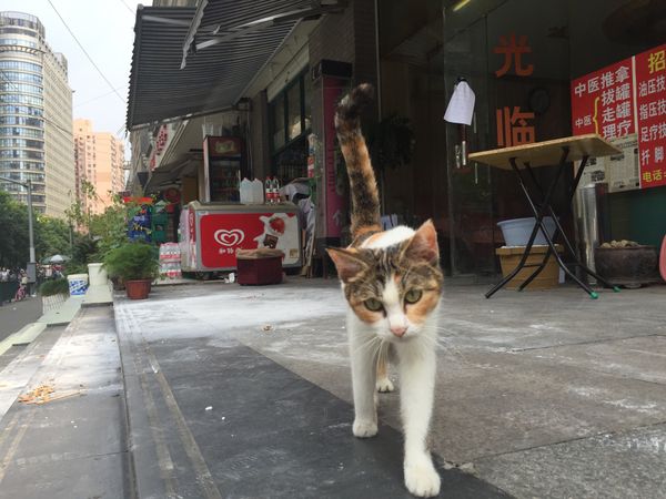 中国・上海「神戸港→ 上海→ 神戸港」の写真