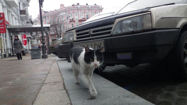 ウクライナ「神戸港→ 上海→ サンクトペテルブルク→ ミンスク→ キエフ→ ヘルソン→マイコライフ→オデッサ→ モルドバ→ オデッサ→ キエフ→ フランクフルト→キエフ→関空」の写真