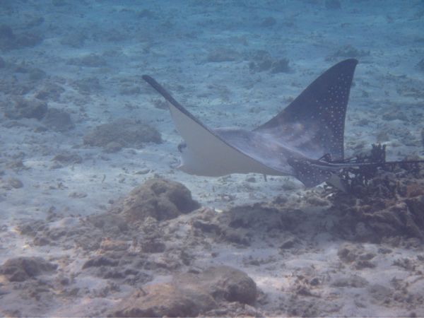 日本・沖縄県「沖縄旅行/卒業旅行」の写真