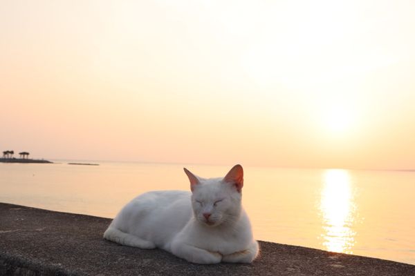 日本・沖縄県「沖縄旅行/卒業旅行」の写真