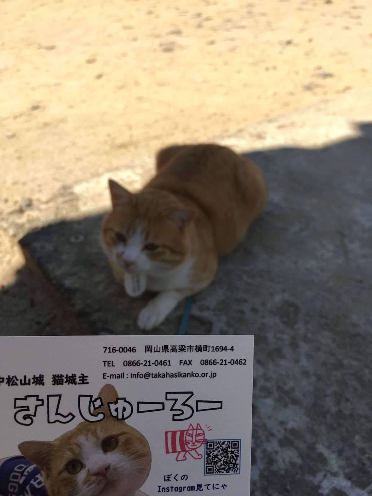 ⭐︎備中松山城⭐︎
・日本100名城
・現存天守
・猫城主さんじゅーろーが...