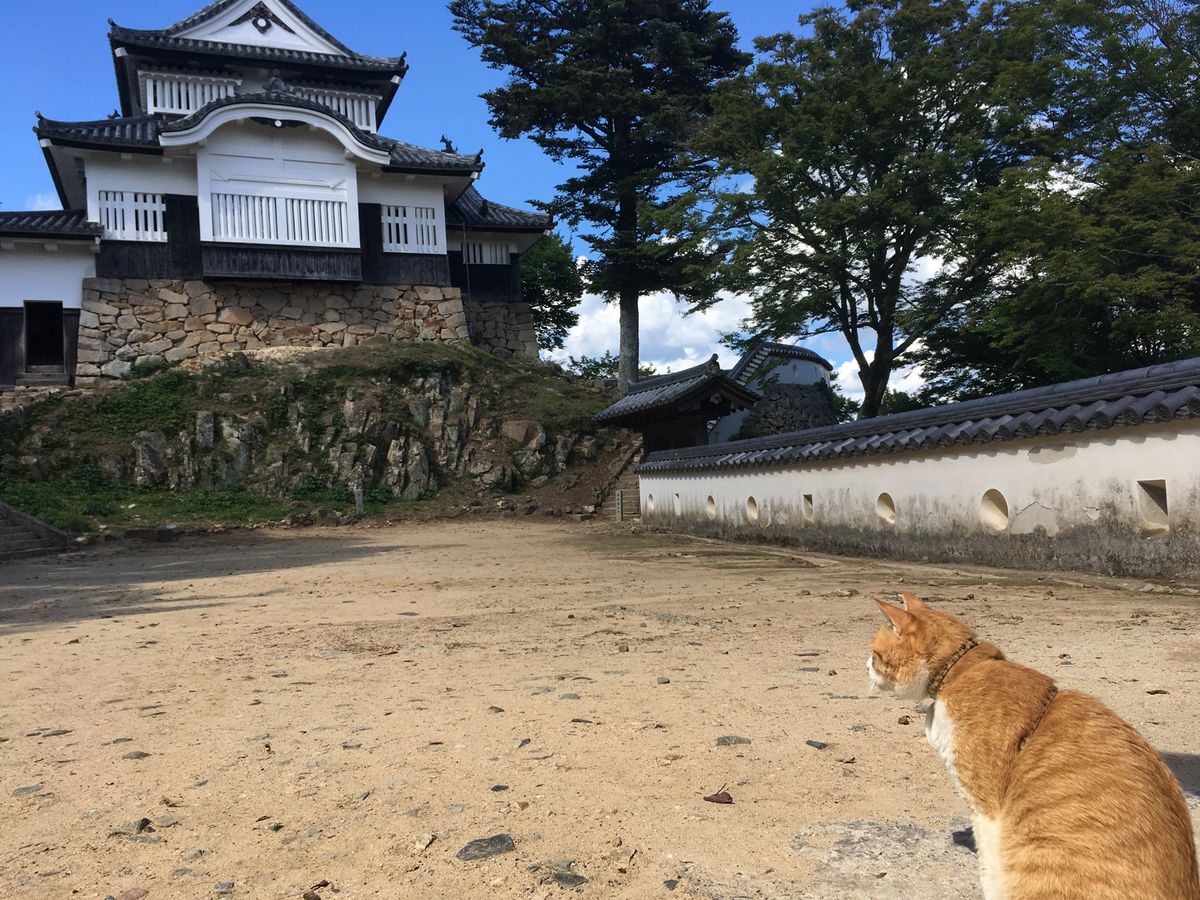 ⭐︎備中松山城⭐︎
・日本100名城
・現存天守
・猫城主さんじゅーろーが...