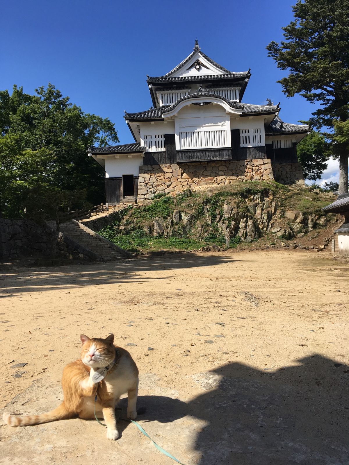 ⭐︎備中松山城⭐︎
・日本100名城
・現存天守
・猫城主さんじゅーろーが...