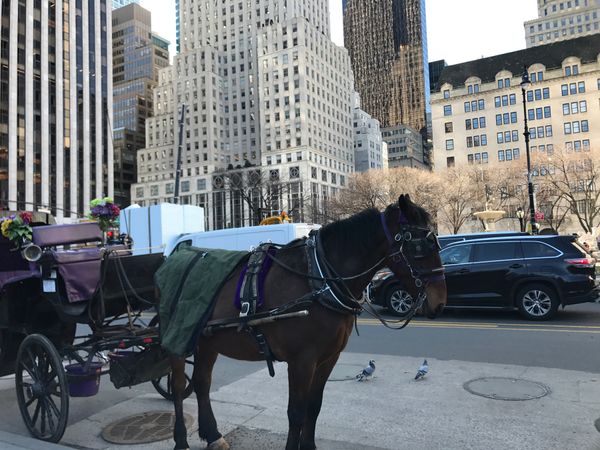 アメリカ(米国)・ニューヨーク「🚕Trip to NY 🇺🇸」の写真：#プラザホテル #ホームアローン2