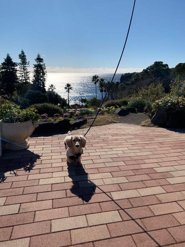 日本・静岡県「伊豆」の写真