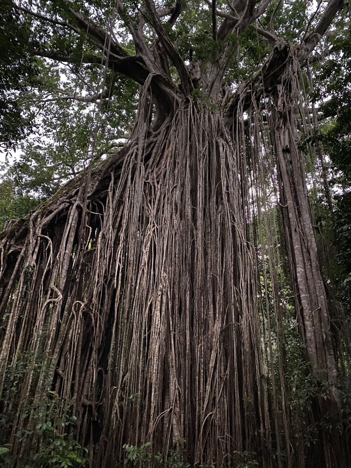 ワニ🐊とカンガルー🦘の肉を初めて食べた😳
ワニの肉は、特に美味しかった😋！
