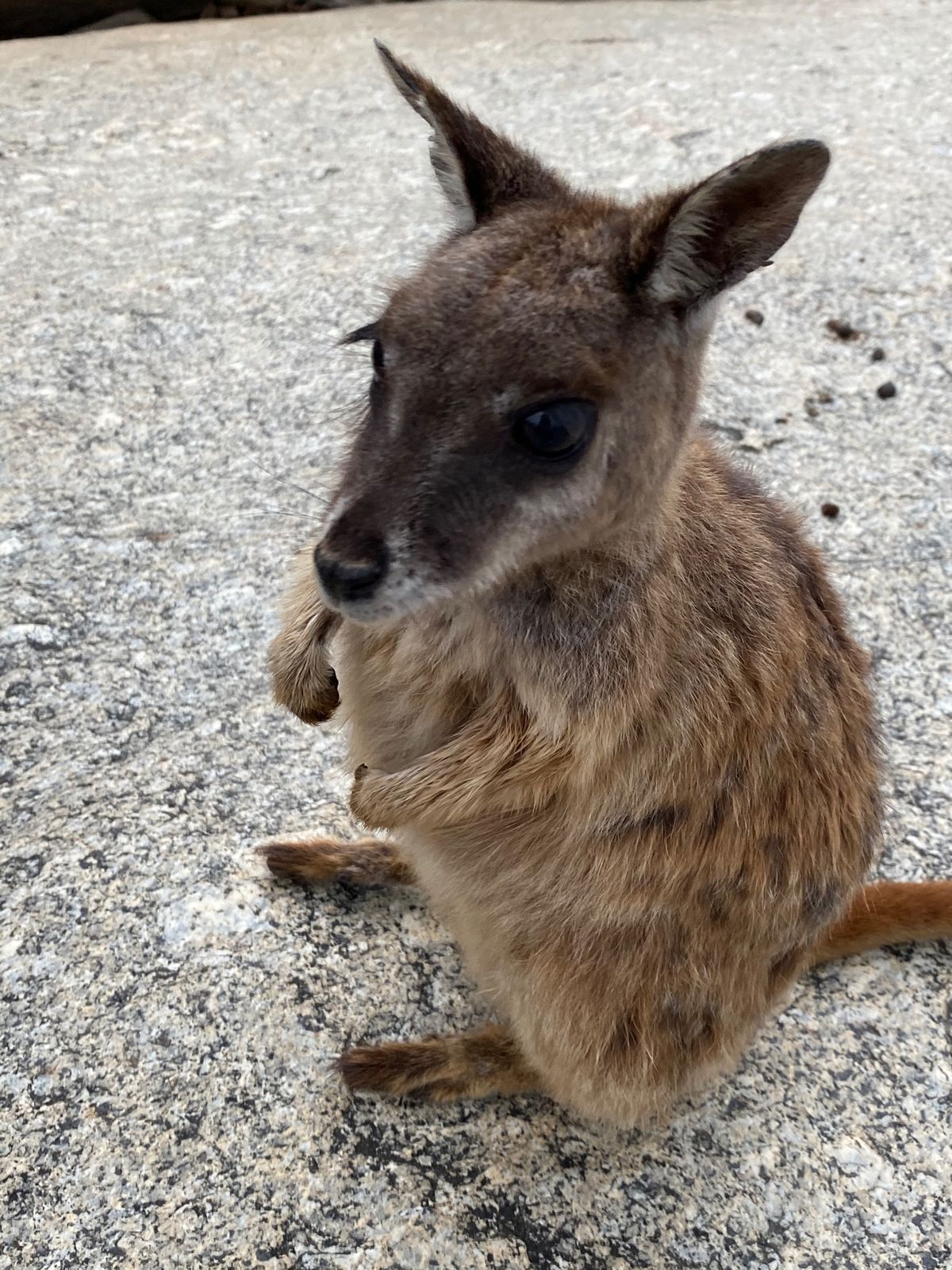 ゴンドラに乗って、熱帯雨林の上を空中散歩できるスカイレール✨