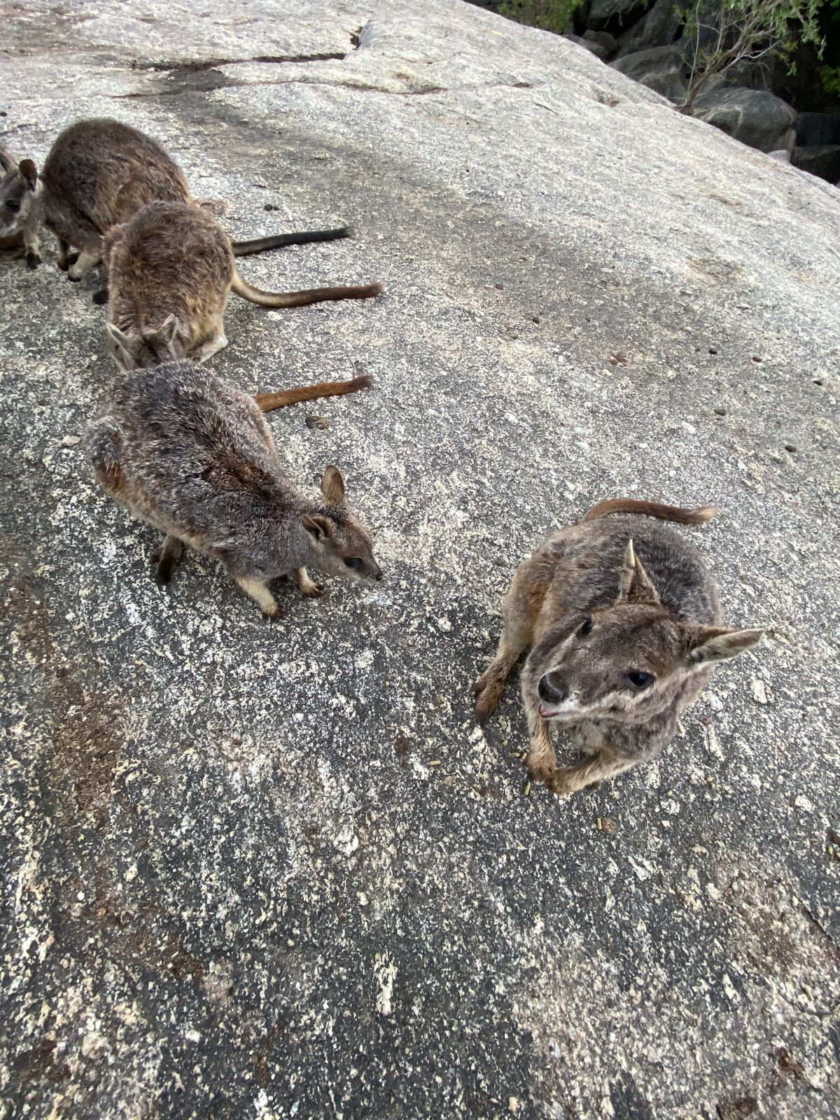ゴンドラに乗って、熱帯雨林の上を空中散歩できるスカイレール✨