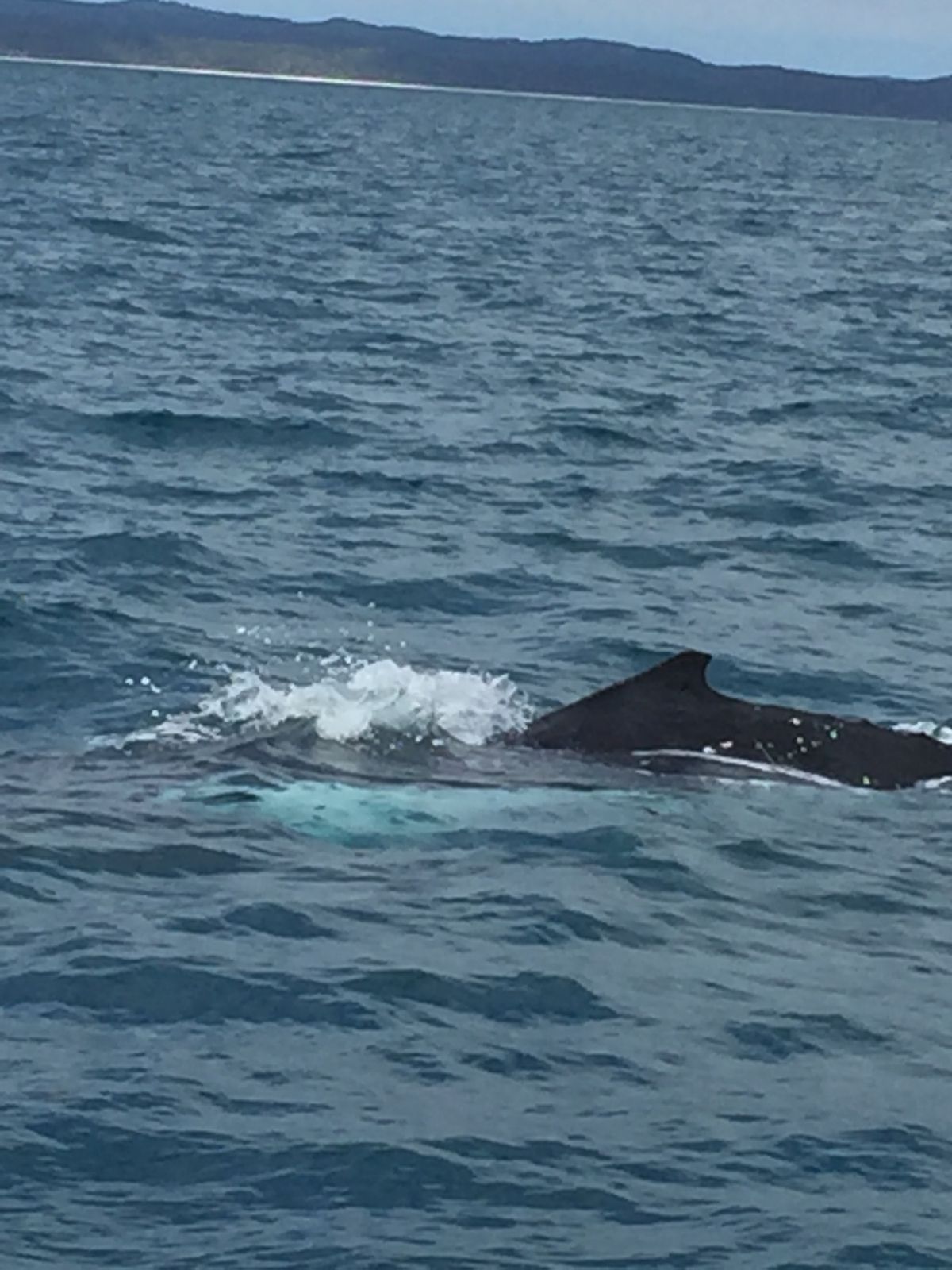 ホエールウォッチングへ。バッチリ現れてくれたクジラさん🐋