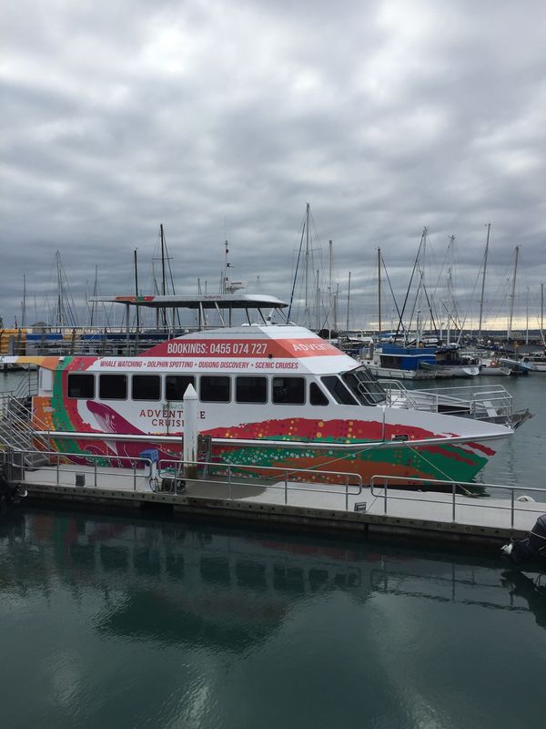 オーストラリア連邦・シドニー「オーストラリア（QLD）」の写真：ホエールウォッチングへ。バッチリ現れてく...