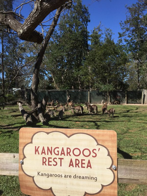 オーストラリア連邦・シドニー「オーストラリア（QLD）」の写真