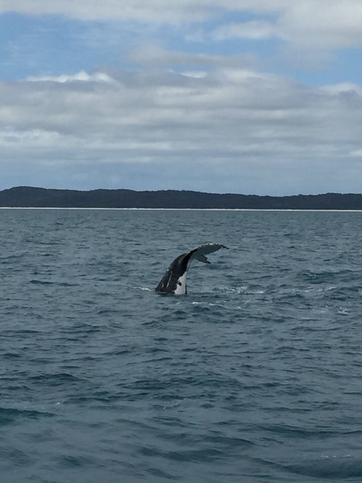 ホエールウォッチングへ。バッチリ現れてくれたクジラさん🐋
