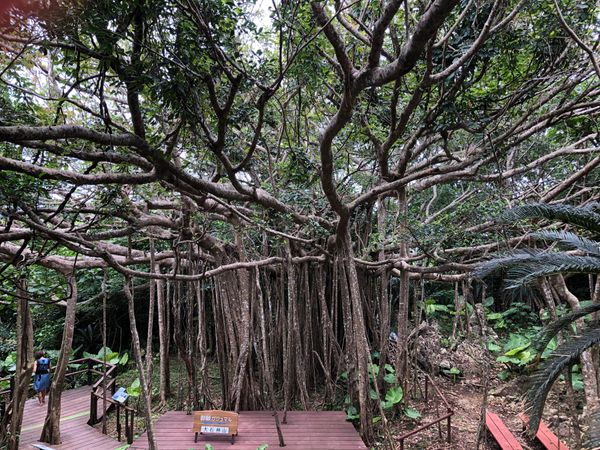 日本・沖縄県「沖縄新婚旅行」の写真