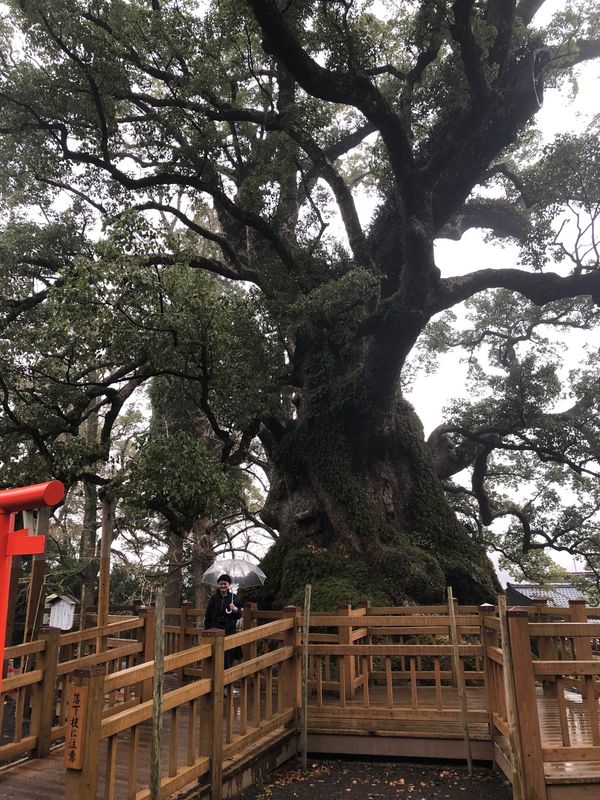 日本・霧島神宮「2020鹿児島」の写真