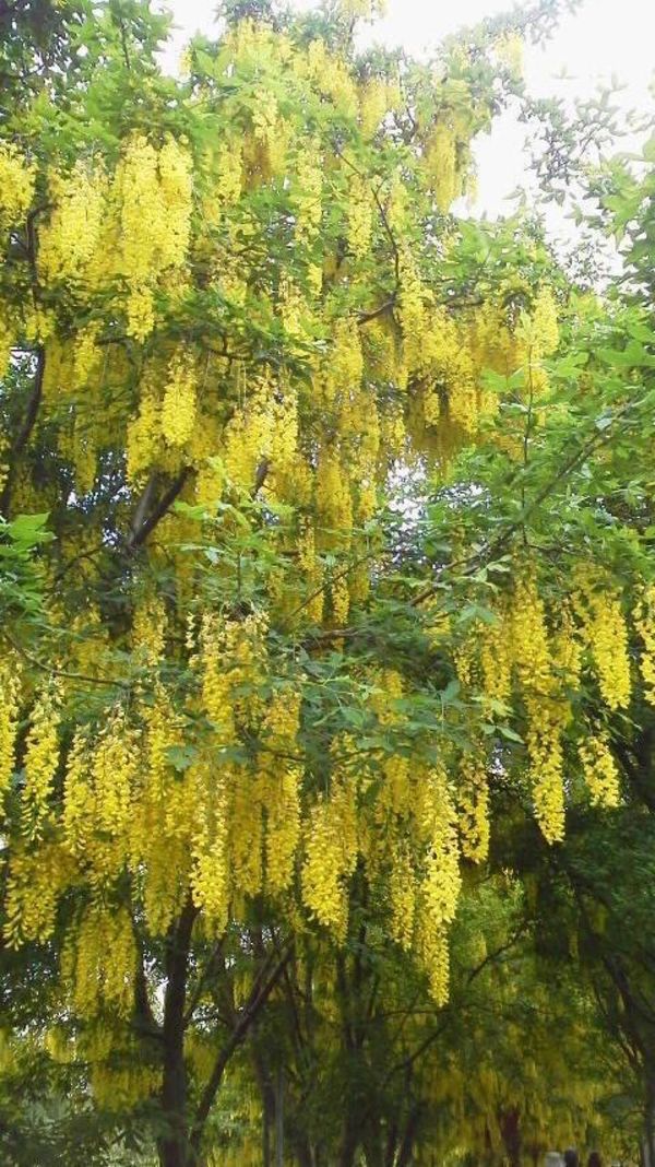 カナダ・バンクーバー「カナダ」の写真：バンクーバー、バンデューセン植物園のキバ...