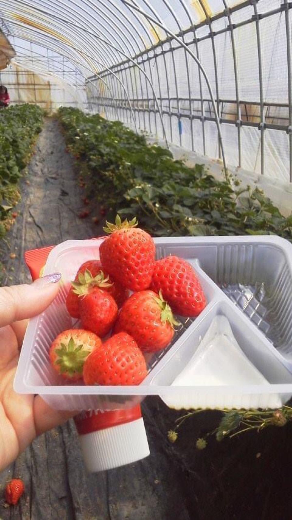 牛タンと、亘理でのイチゴ狩り。
まだ震災の爪痕が残る町の様子に、自分に一体...