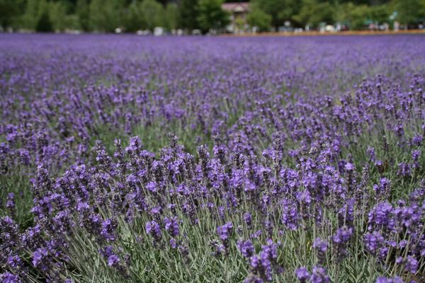 日本・北海道「北海道ツーリング」の写真