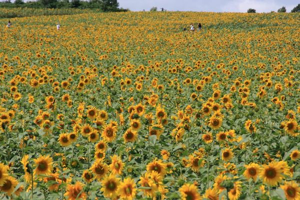 日本・北海道「北海道ツーリング」の写真