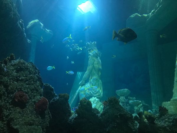 ポルトガル・Porto「SEA LIFE Centre Porto」の写真