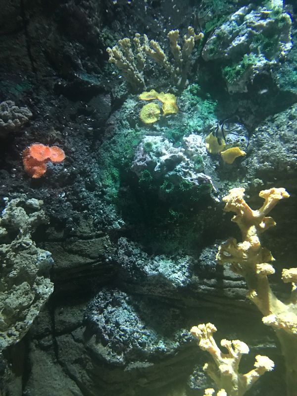 ポルトガル・Porto「SEA LIFE Centre Porto」の写真