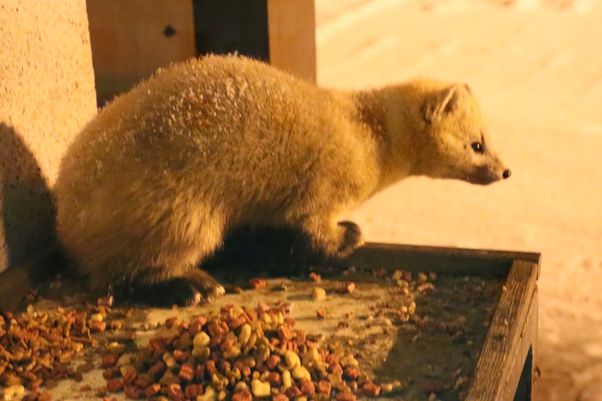 エゾクロテンは近距離から見れました(^^)