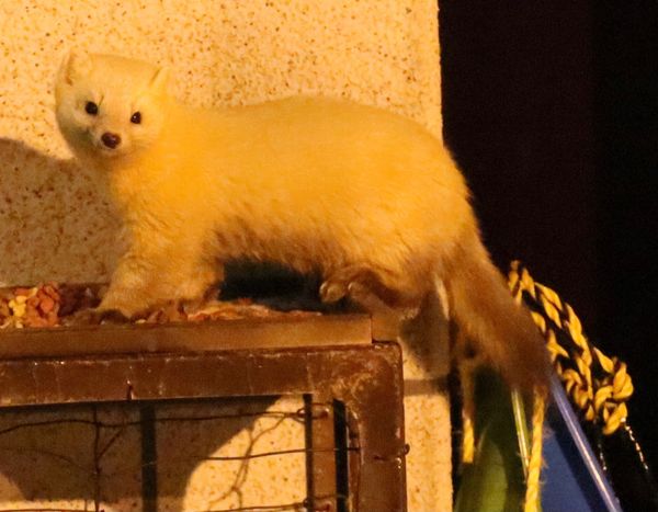 日本・北海道「トムラウシ温泉」の写真：ホテルの外観と玄関前にくるエゾクロテン