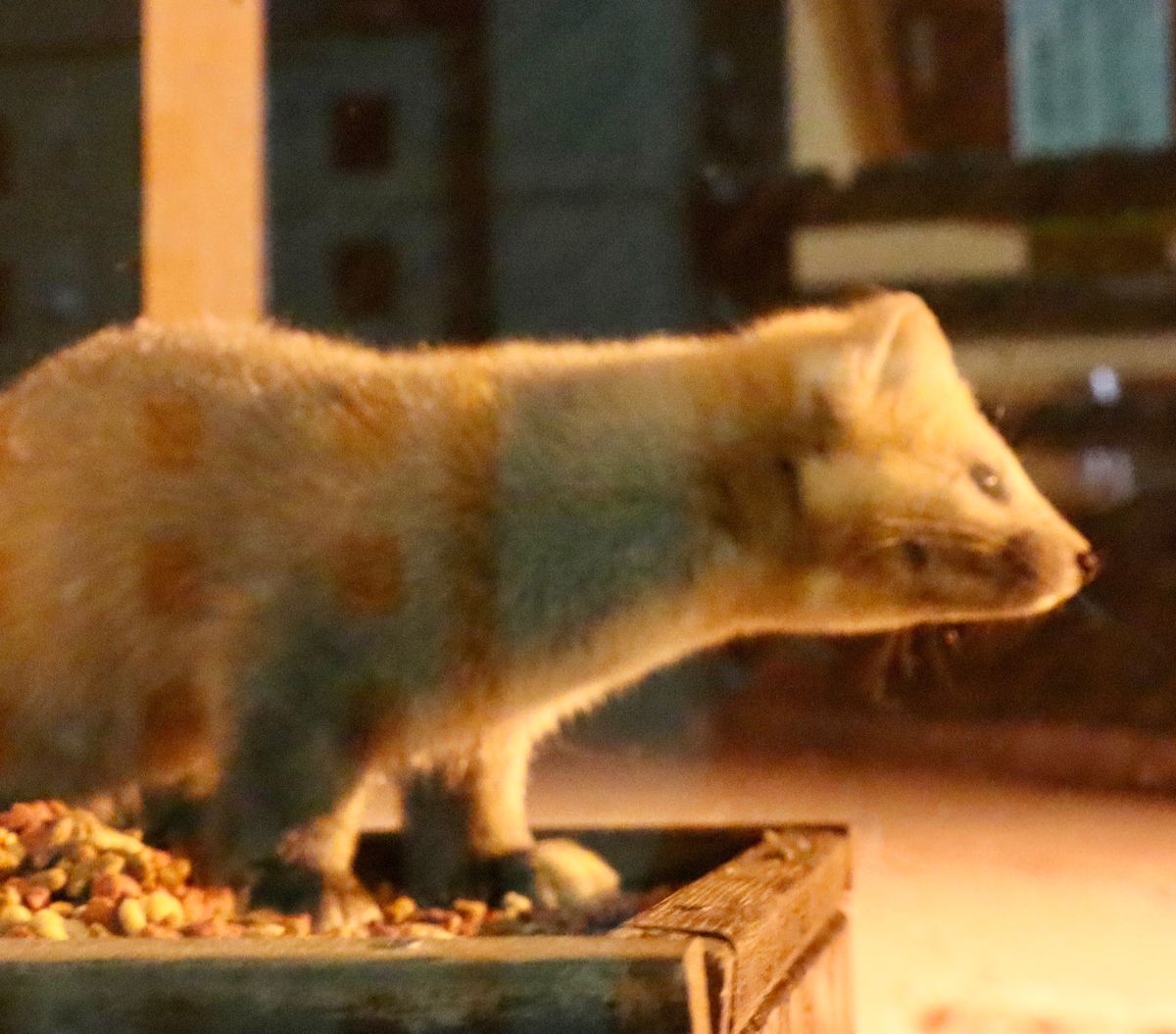 エゾクロテンは近距離から見れました(^^)