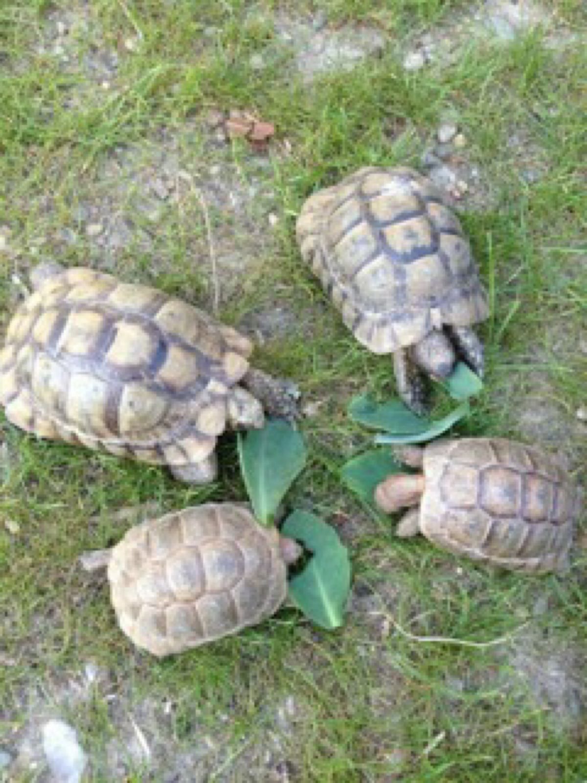 お友達の家に宿泊。ペットの亀s🐢が激カワ😍