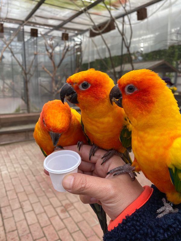 日本・静岡県「富士花鳥園　」の写真