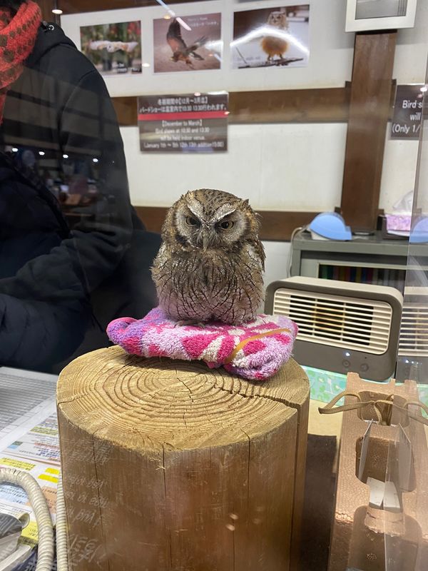 日本・静岡県「富士花鳥園　」の写真