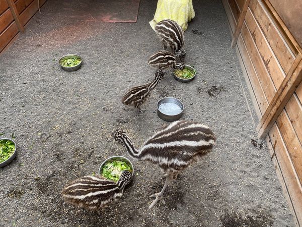 日本・静岡県「富士花鳥園　」の写真