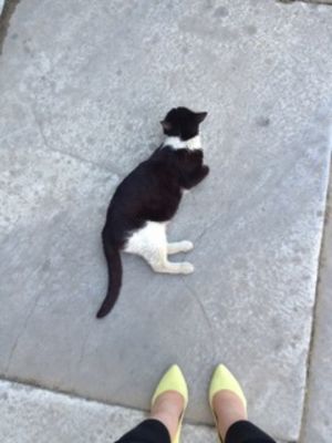 猫がいっぱい