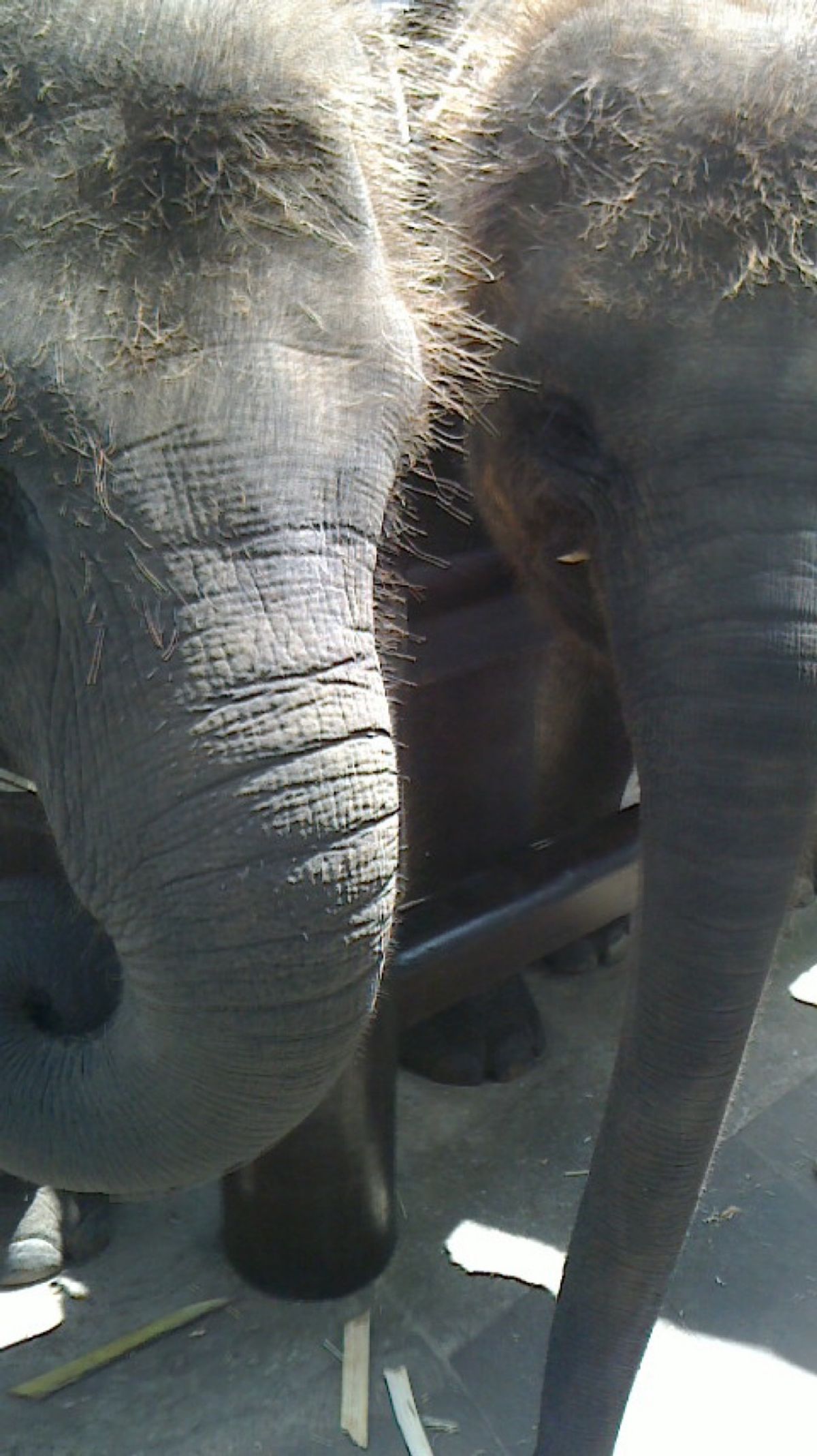 エレファントサファリパーク🐘
ここは、宿泊施設もあって、ご飯の時間になると...