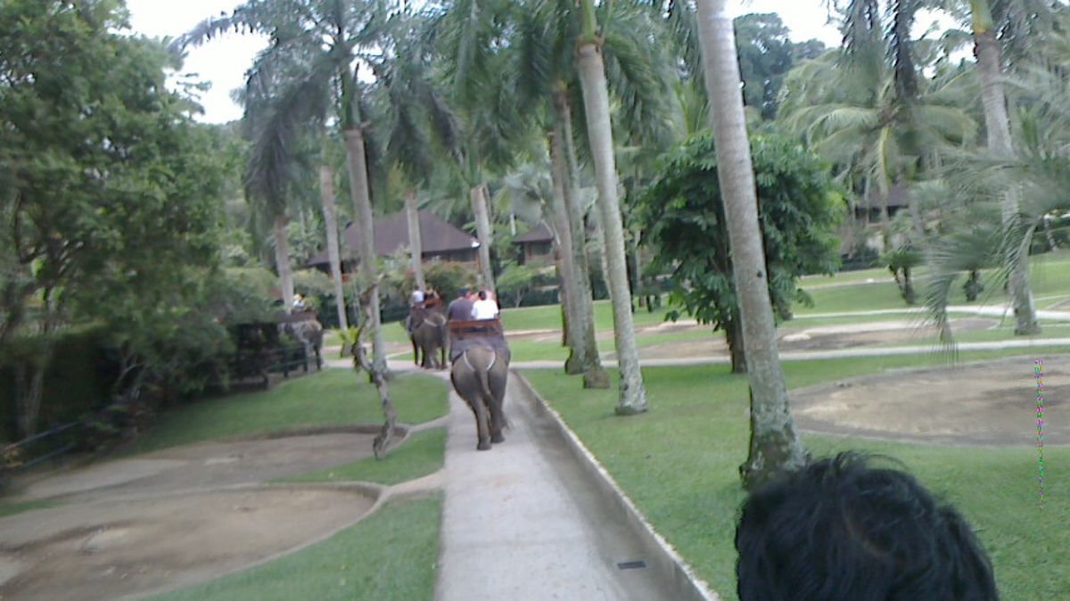 エレファントサファリパーク🐘
ここは、宿泊施設もあって、ご飯の時間になると...