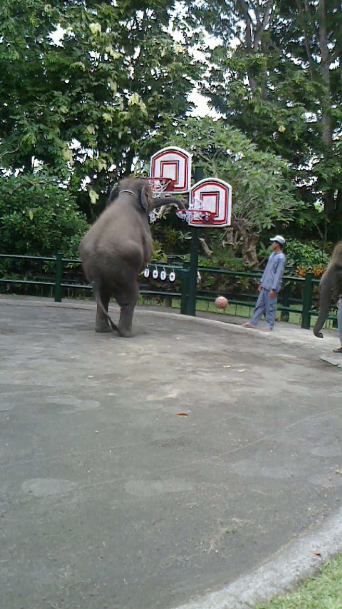 エレファントサファリパーク🐘
ここは、宿泊施設もあって、ご飯の時間になると...