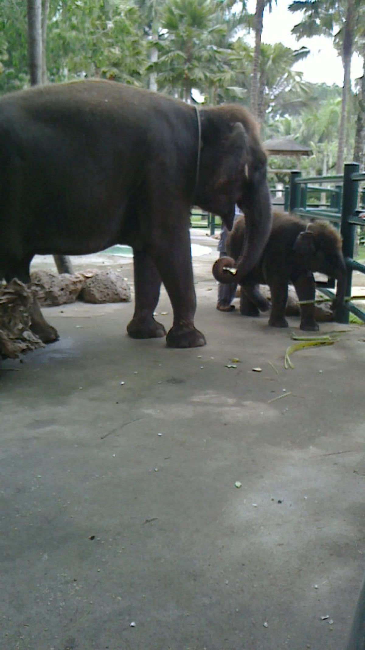 エレファントサファリパーク🐘
ここは、宿泊施設もあって、ご飯の時間になると...