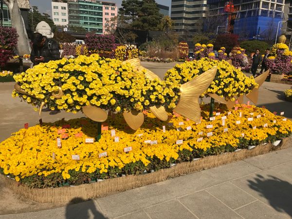 大韓民国 (韓国)・ソウル「韓国一人旅」の写真：お花が綺麗だった、催しがあったのでふらっ...