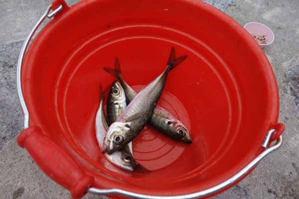 日本・城崎「誕生日 城崎旅行」の写真：城崎マリンワールド。
思い出は、魚を見た...