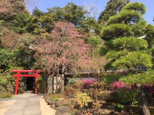 3日目

江ノ電乗りつつ、お寺や有名スポット巡り😊
長谷寺って、紫陽花の季...