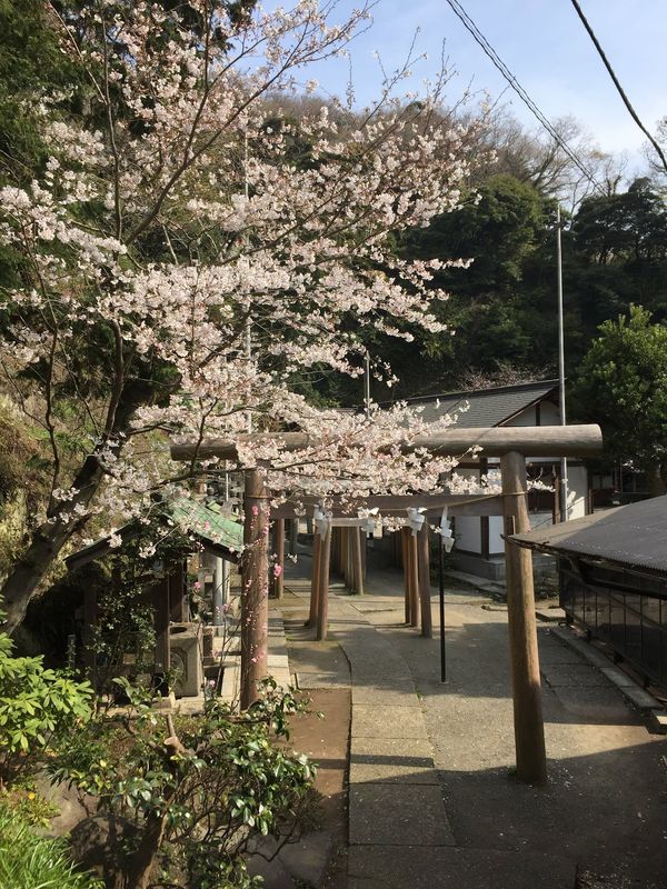 日本・神奈川県「鎌倉旅行」の写真：2日目
定番の浴衣で街歩き
こういうの、...