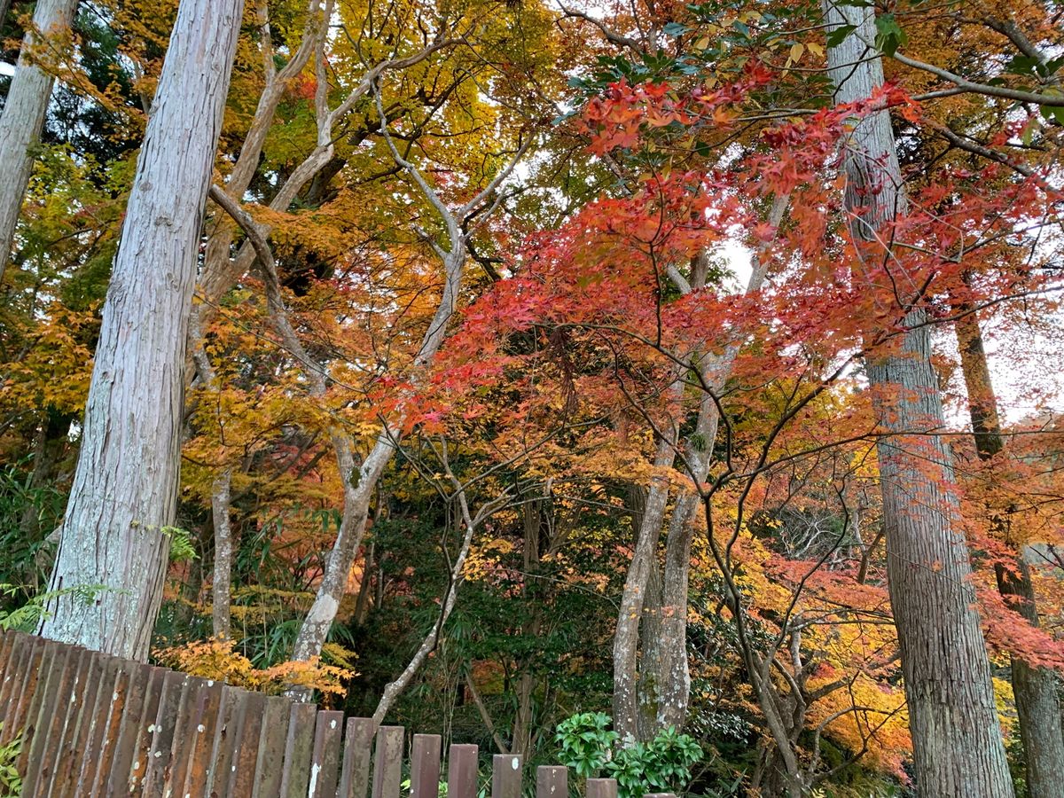 神戸市北区 有馬
瑞宝寺公園の紅葉