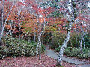 神戸市北区 有馬
瑞宝寺公園の紅葉