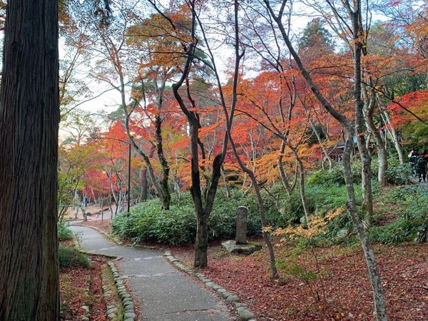 日本・兵庫県「有馬温泉」の写真：神戸市北区 有馬
瑞宝寺公園の紅葉
