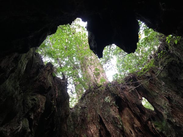 日本・鹿児島県「屋久島トレッキング🌲」の写真