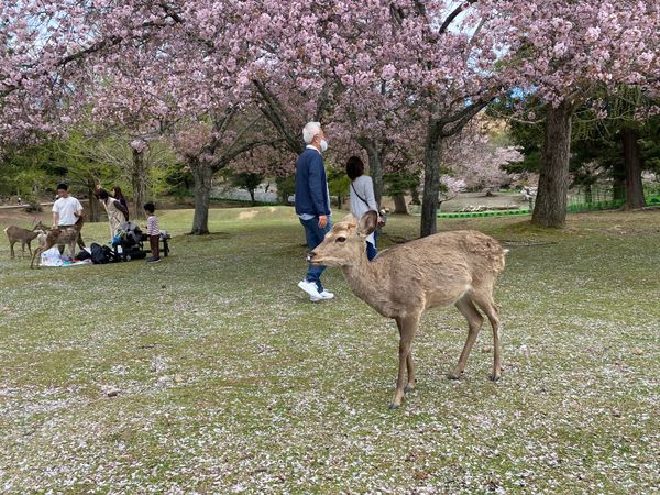 日本・東大寺「奈良小旅行🌸」の写真