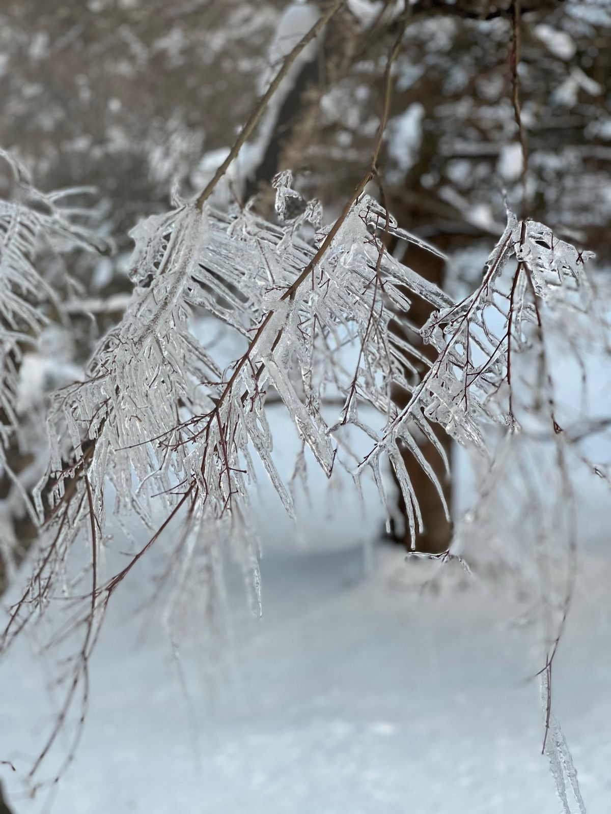 一滑りして部屋にチェックイン
窓から見える氷柱がやばーい