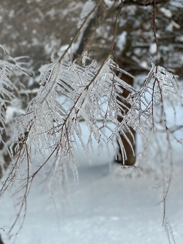 日本・軽井沢「再び軽井沢でスキーへ」の写真：一滑りして部屋にチェックイン
窓から見え...