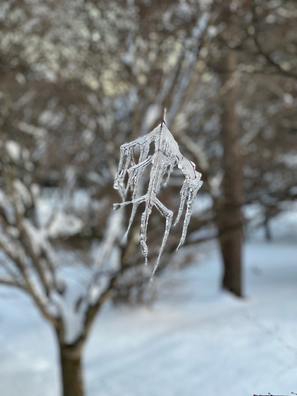一滑りして部屋にチェックイン
窓から見える氷柱がやばーい