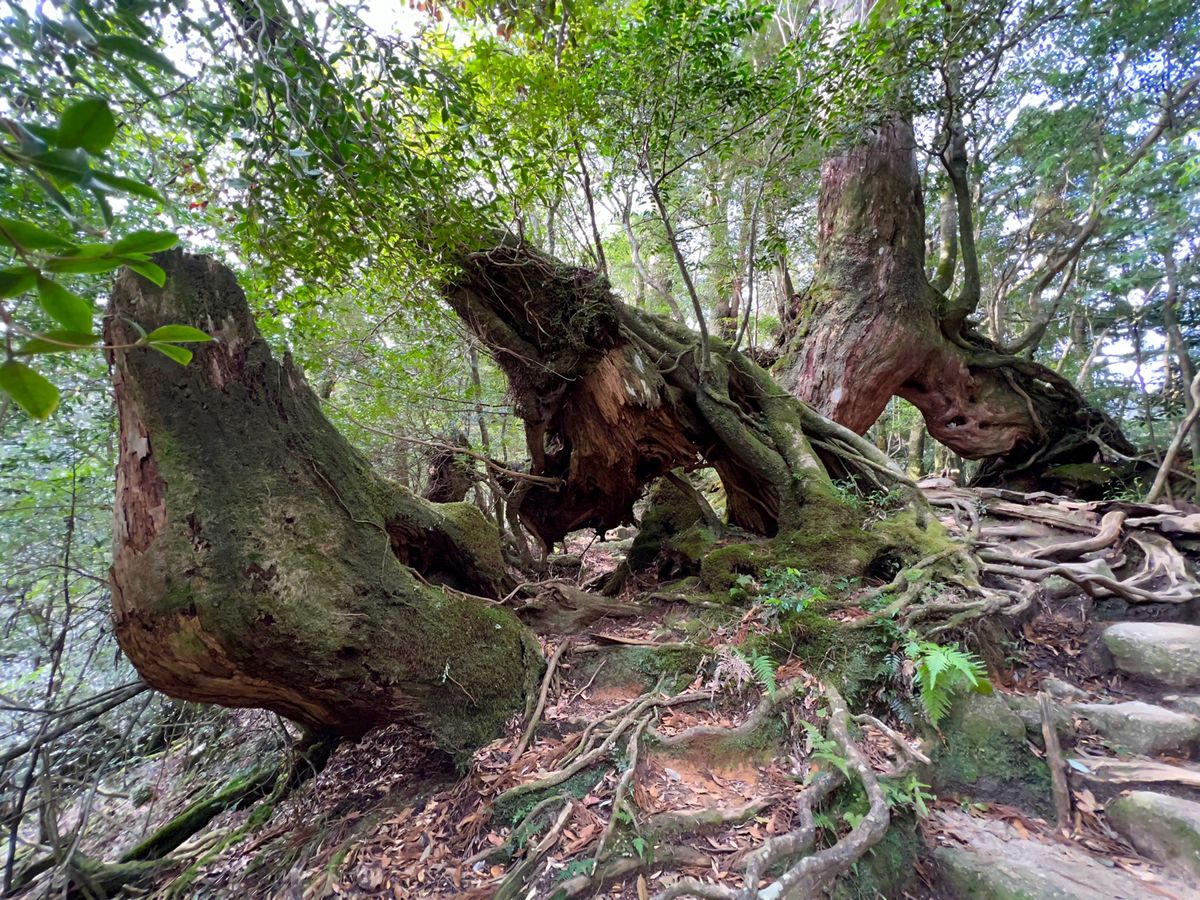 杉と苔たちの存在感がすごくて
ついつい色々と撮ってしまう