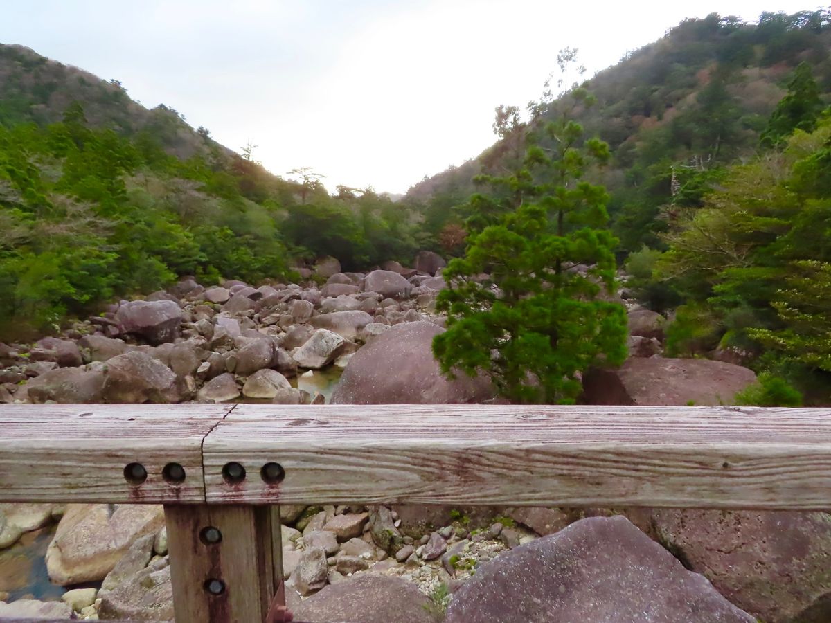 徐々に苔で満ちた世界になってきて
雲水峡じゃないけど
すでにジブリみたいな...